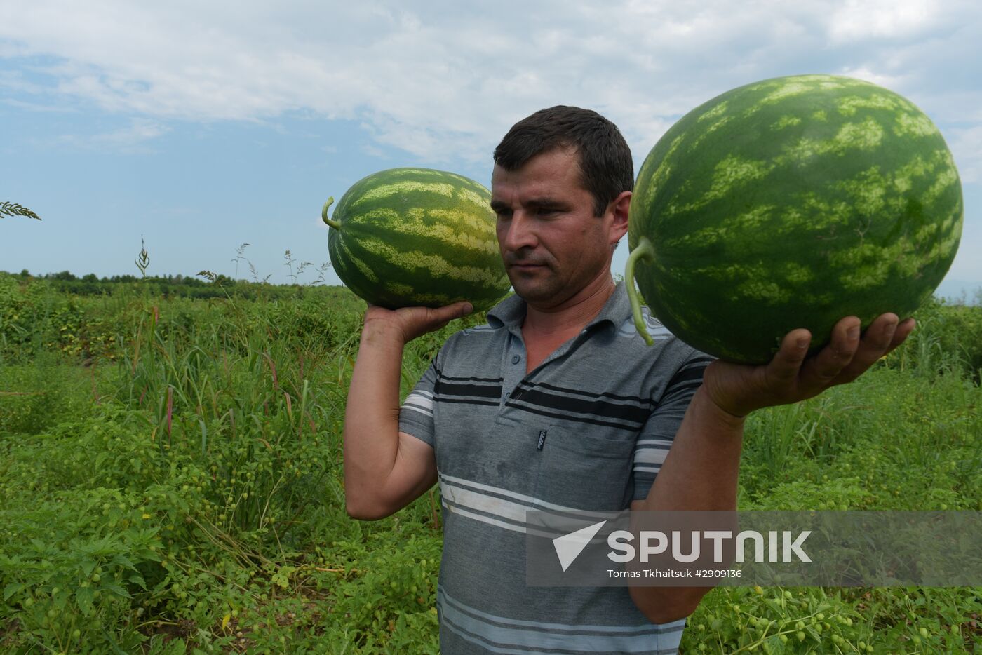 Watermelons harvested in Abkhazia