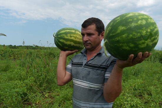Watermelons harvested in Abkhazia