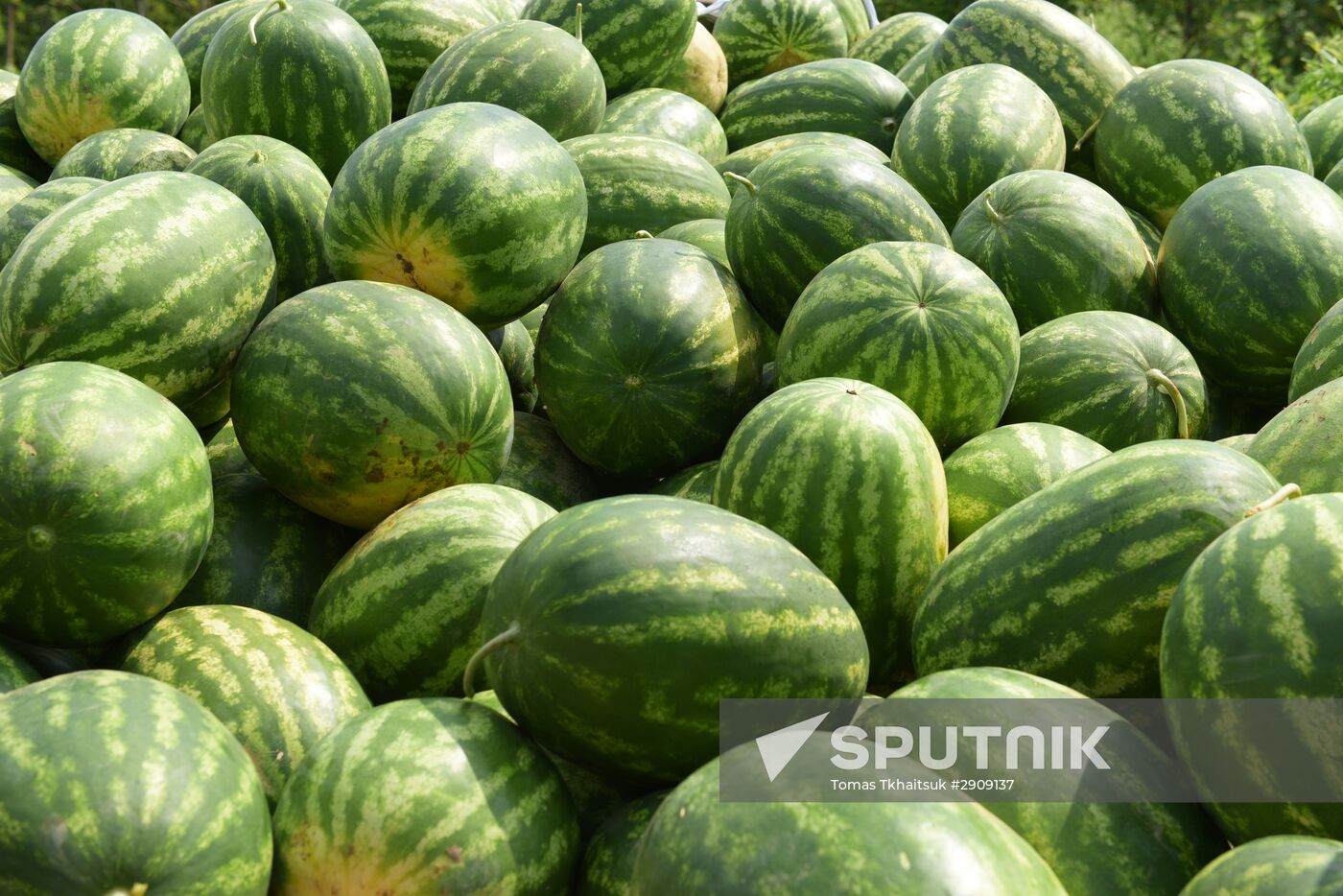 Watermelons harvested in Abkhazia