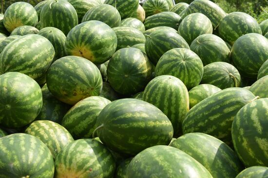 Watermelons harvested in Abkhazia