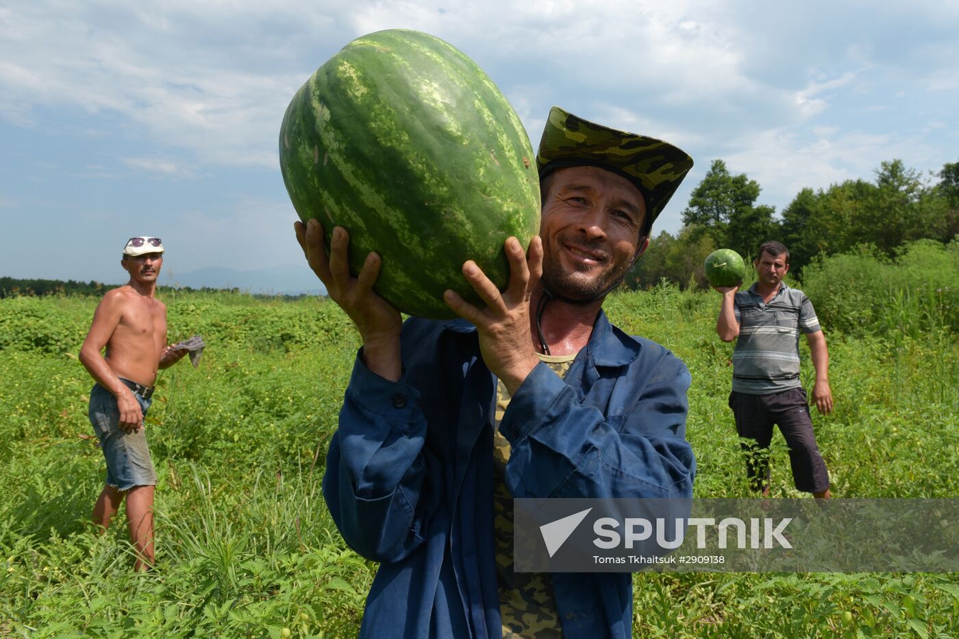 Watermelons harvested in Abkhazia