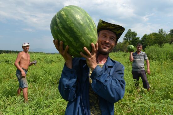 Watermelons harvested in Abkhazia