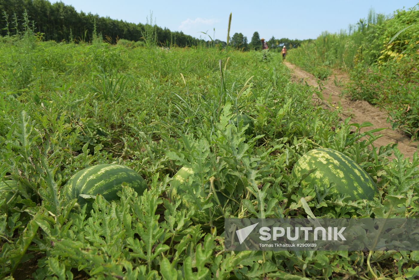 Watermelons harvested in Abkhazia
