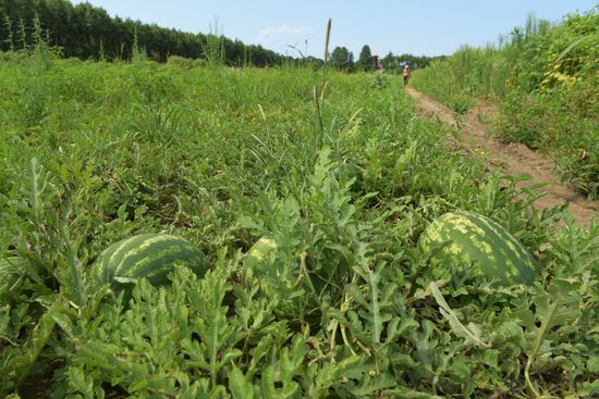 Watermelons harvested in Abkhazia
