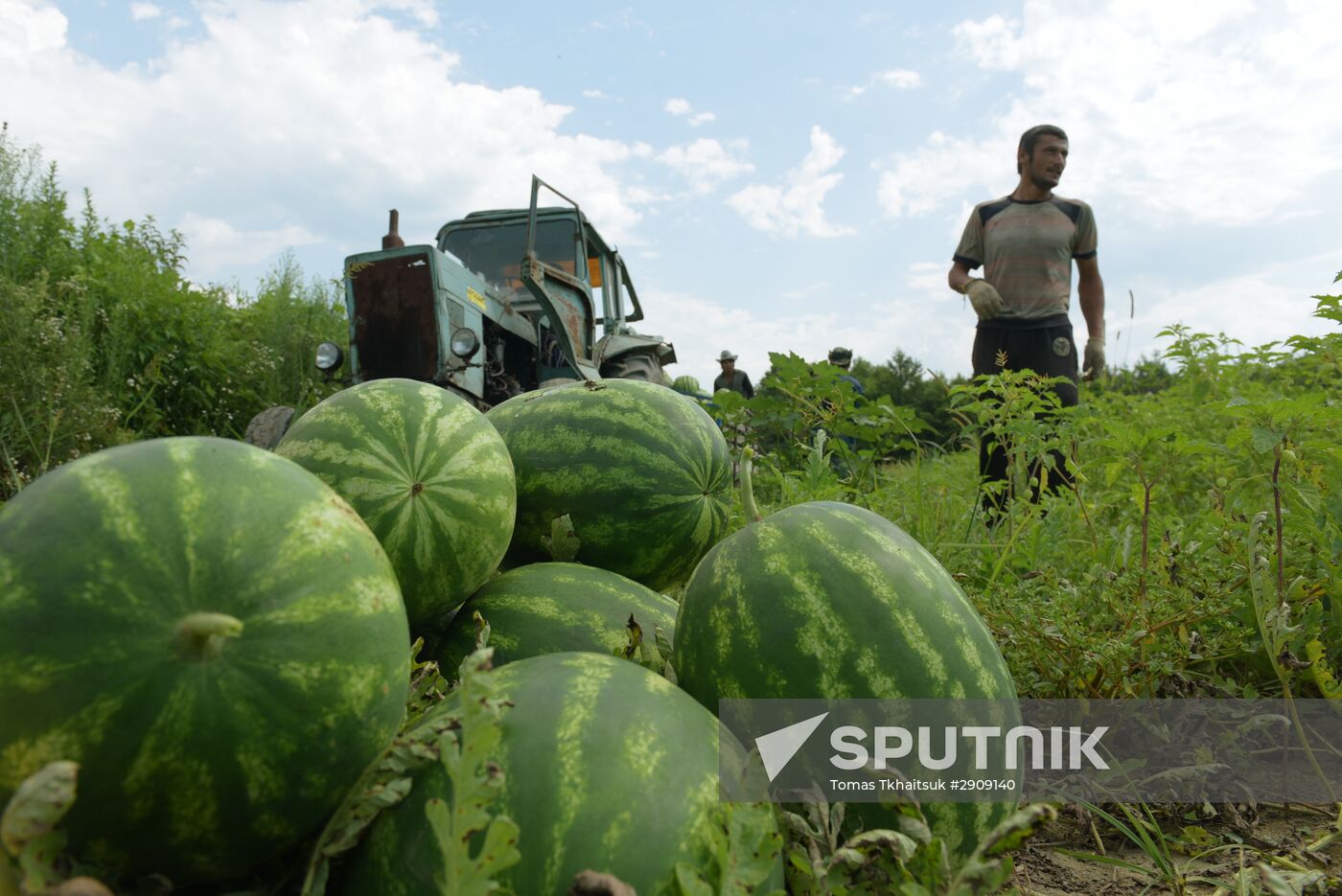 Watermelons harvested in Abkhazia