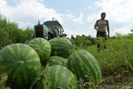 Watermelons harvested in Abkhazia