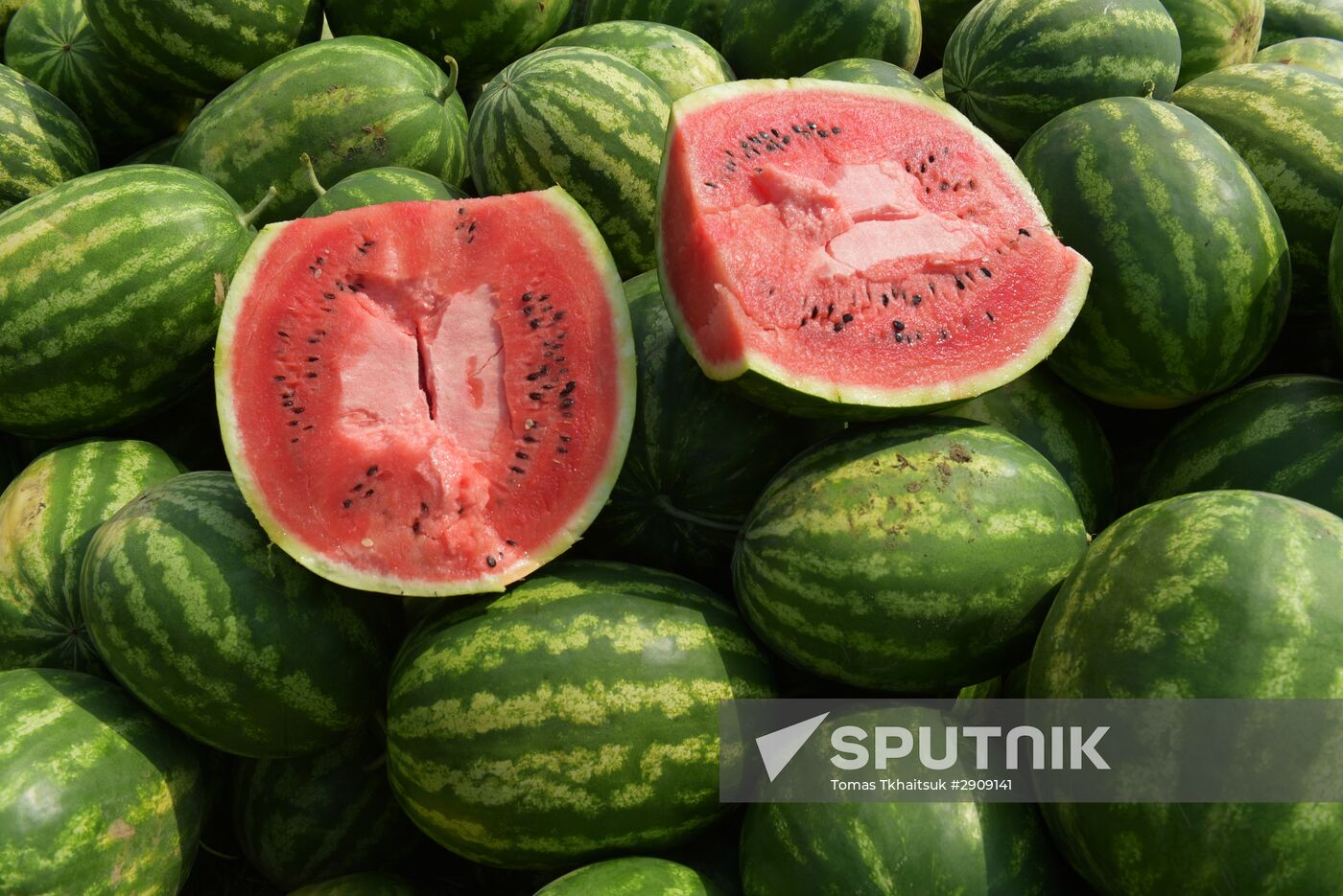 Watermelons harvested in Abkhazia