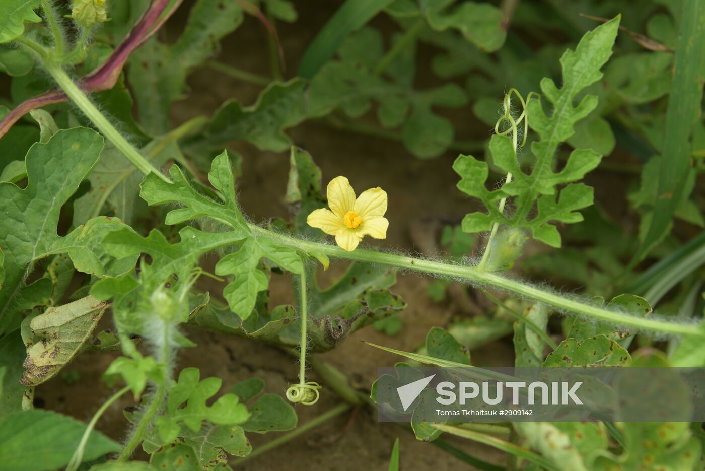 Watermelons harvested in Abkhazia