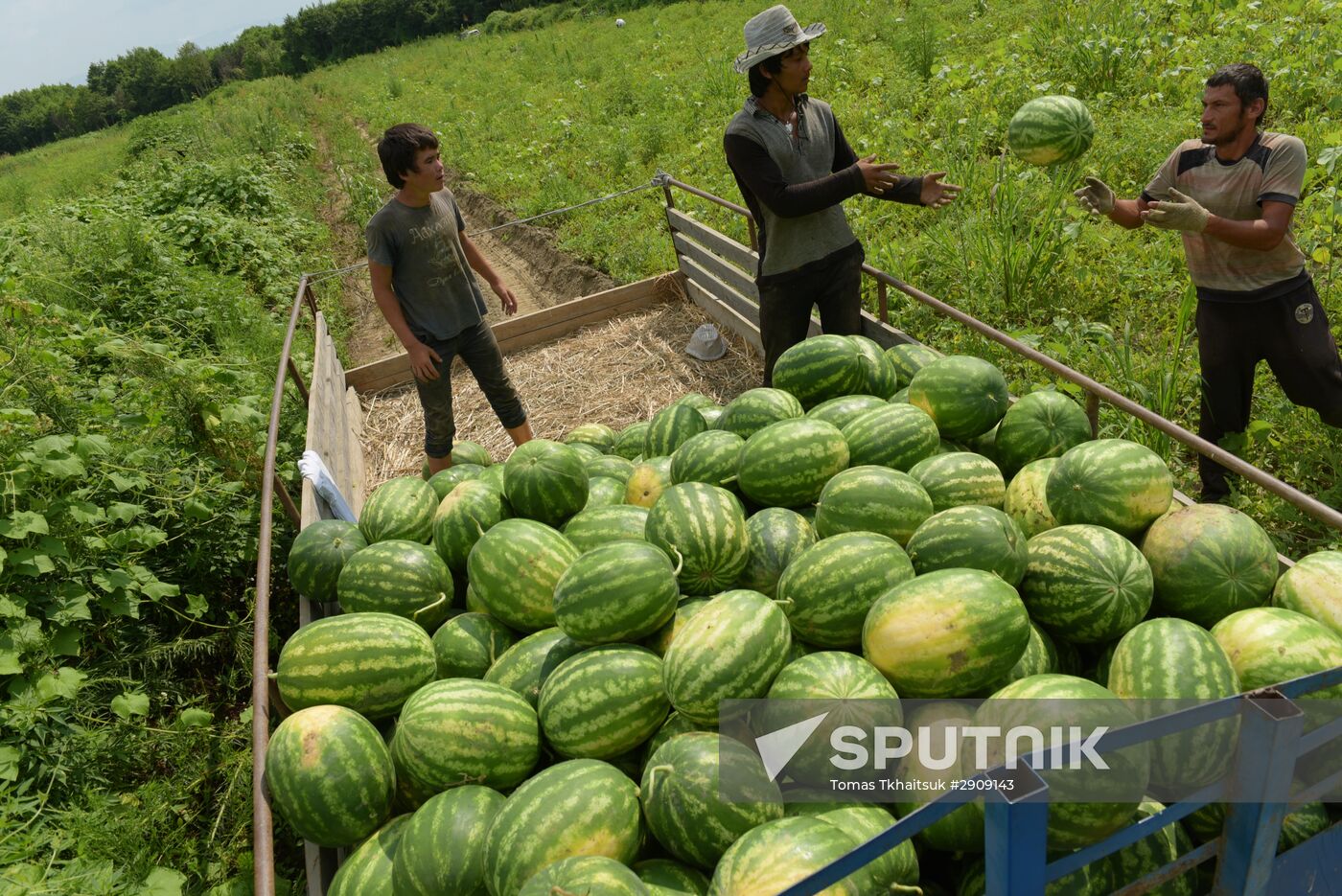 Watermelons harvested in Abkhazia