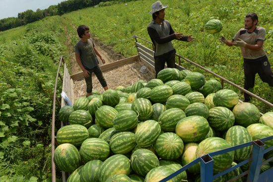 Watermelons harvested in Abkhazia