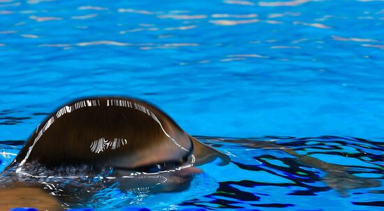 2016 Summer Olympics. Swimming. Day Five