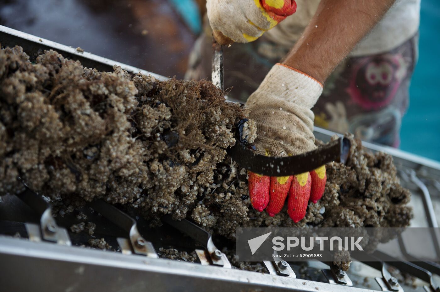 Shellfish farm in Sochi
