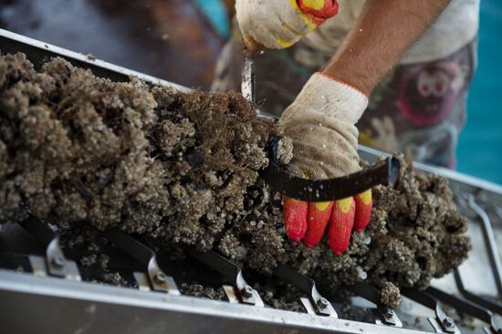 Shellfish farm in Sochi