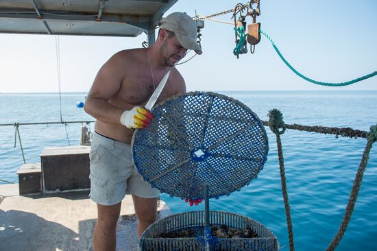 Shellfish farm in Sochi