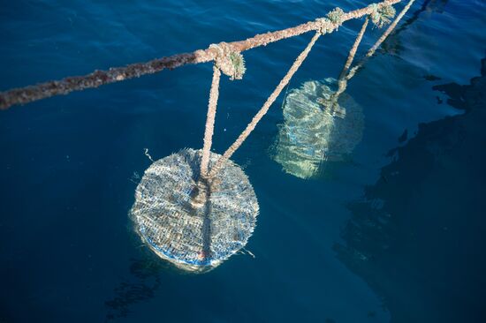 Shellfish farm in Sochi