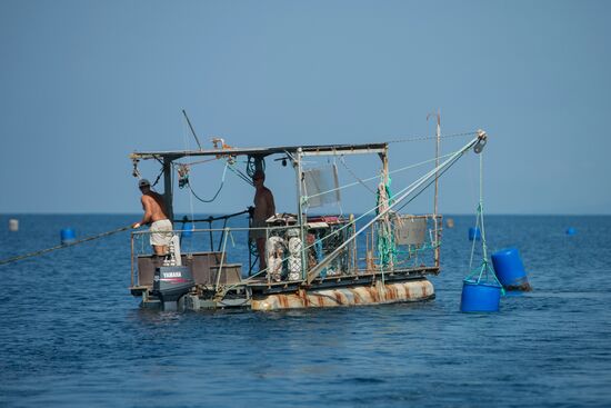 Shellfish farm in Sochi