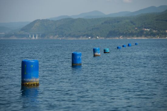 Shellfish farm in Sochi