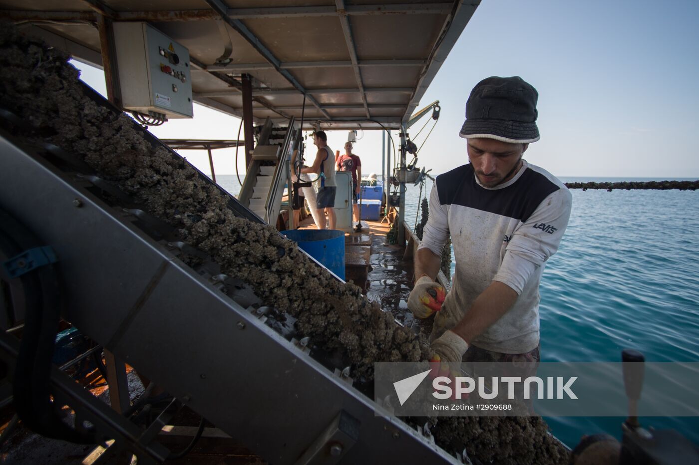 Shellfish farm in Sochi