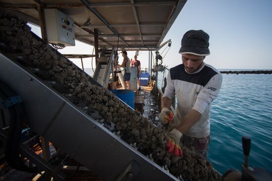 Shellfish farm in Sochi