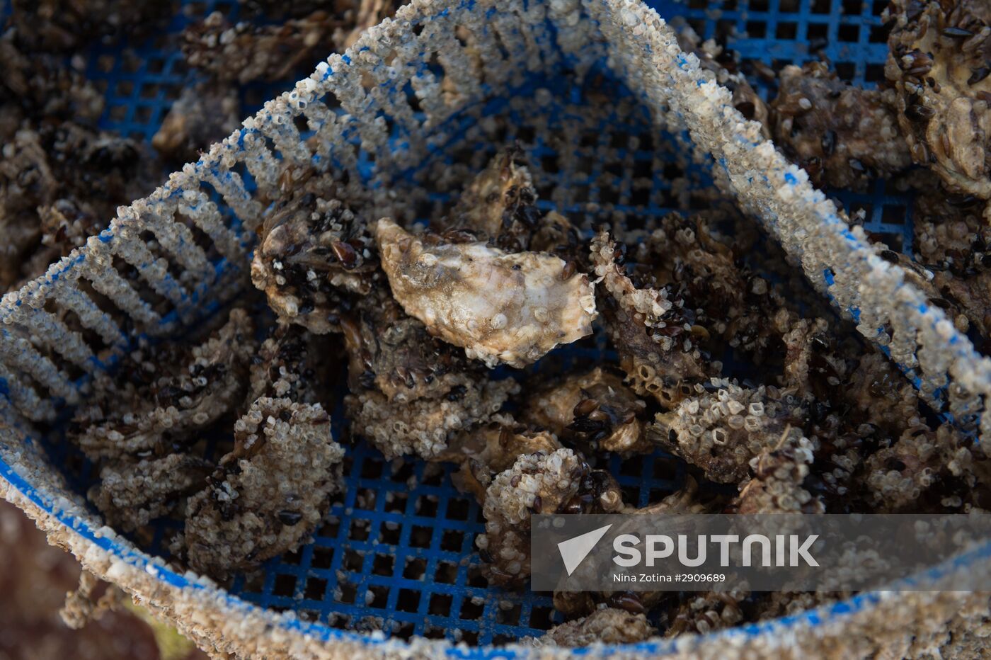 Shellfish farm in Sochi