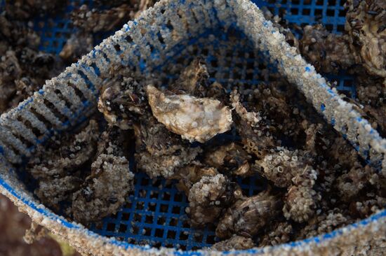 Shellfish farm in Sochi