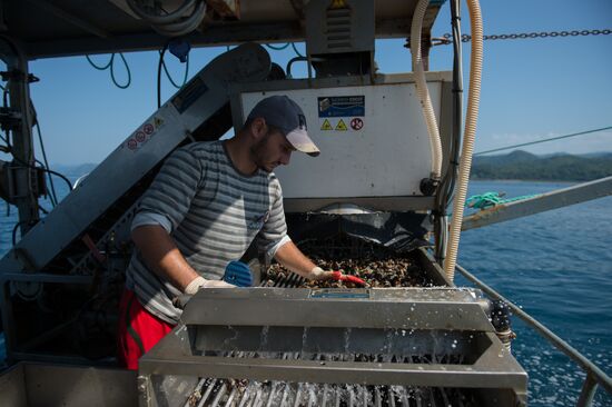 Shellfish farm in Sochi