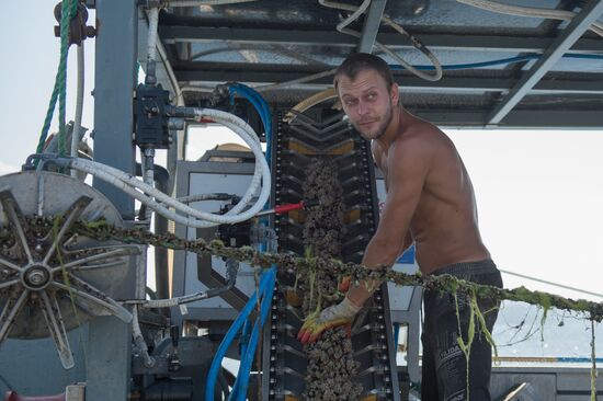 Shellfish farm in Sochi