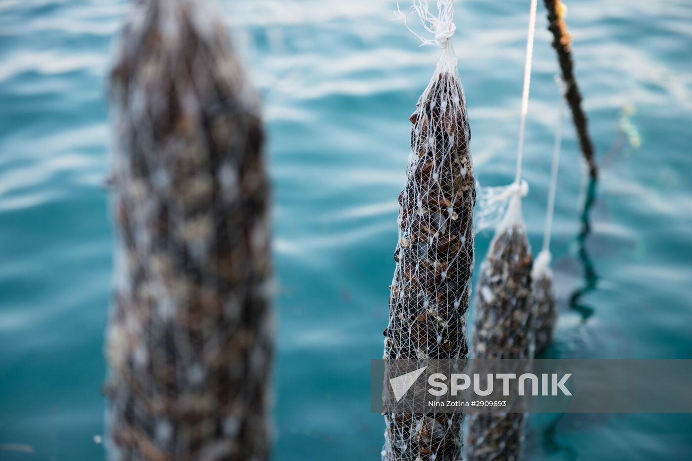 Shellfish farm in Sochi