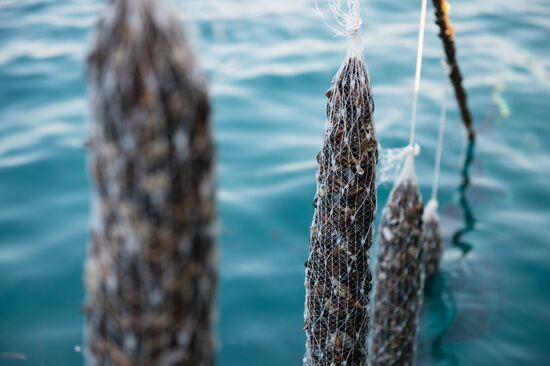 Shellfish farm in Sochi
