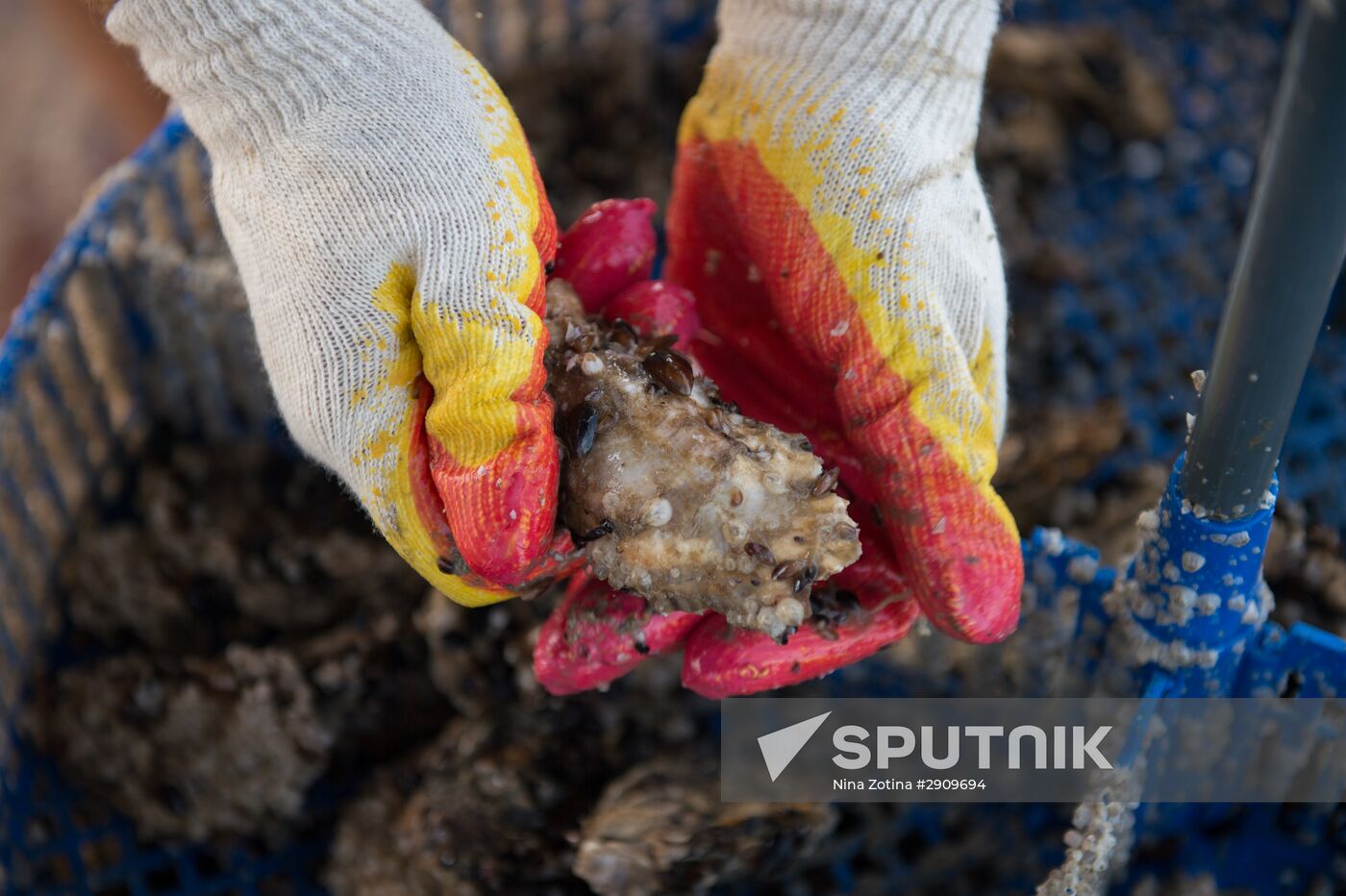 Shellfish farm in Sochi