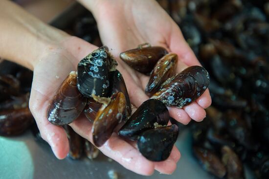 Shellfish farm in Sochi