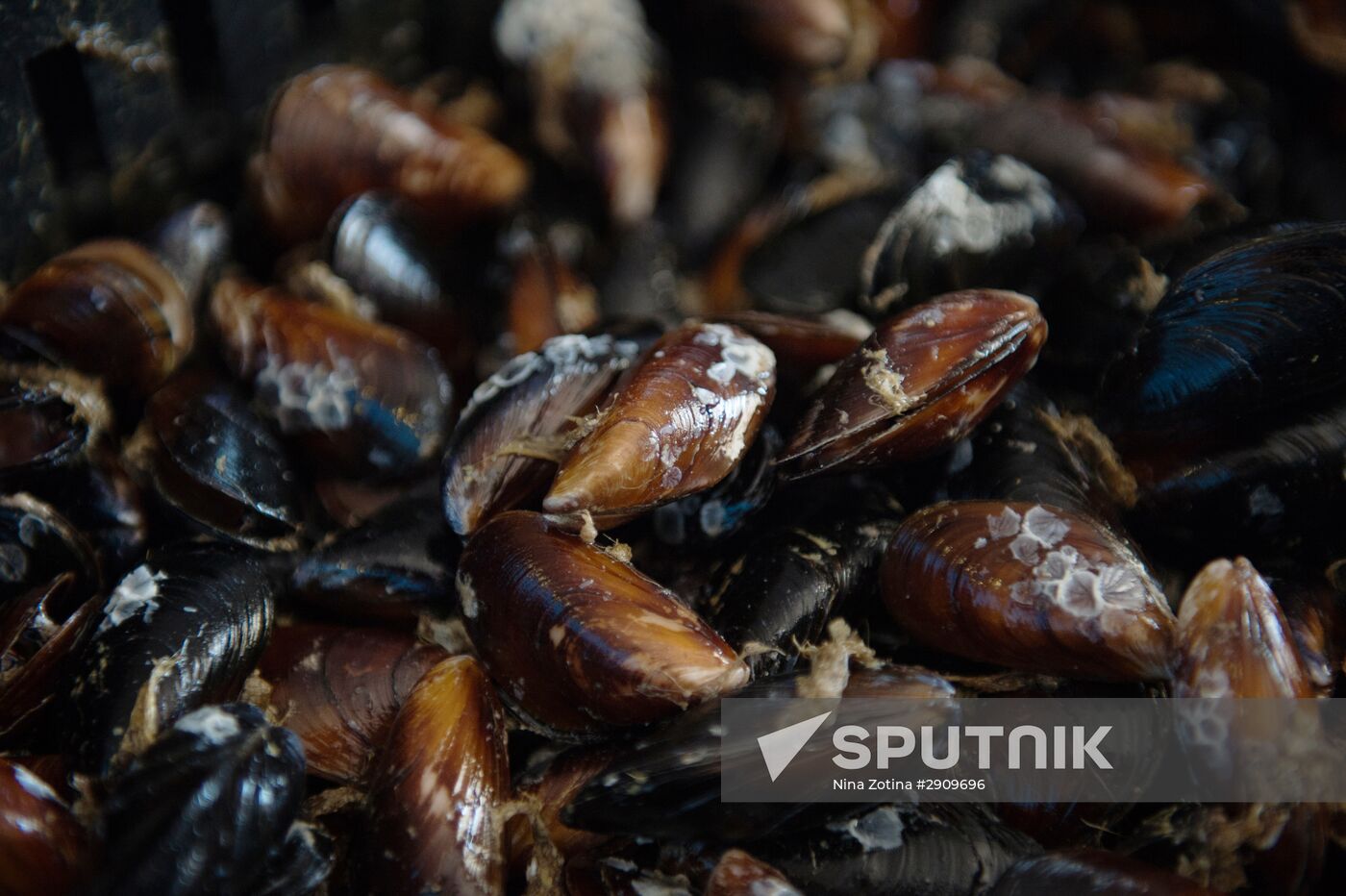 Shellfish farm in Sochi