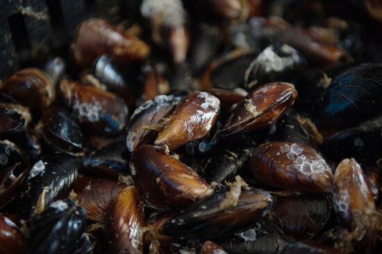 Shellfish farm in Sochi