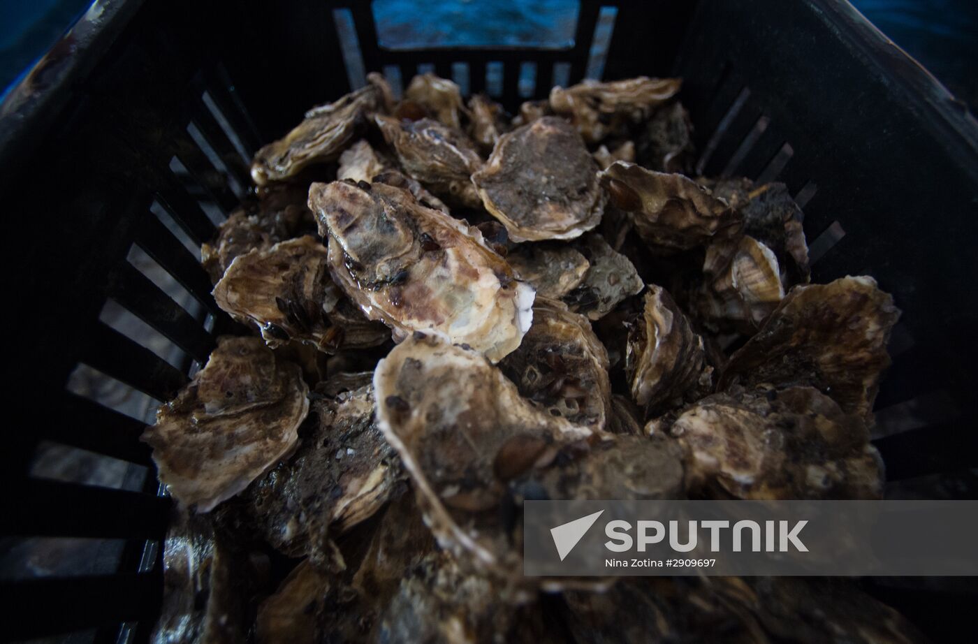 Shellfish farm in Sochi
