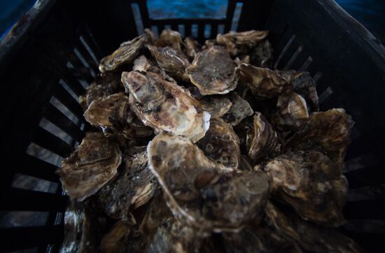 Shellfish farm in Sochi