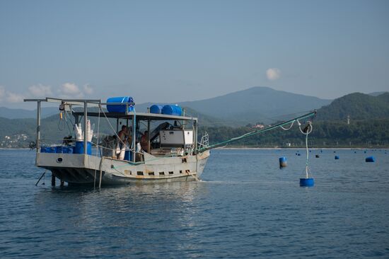 Shellfish farm in Sochi