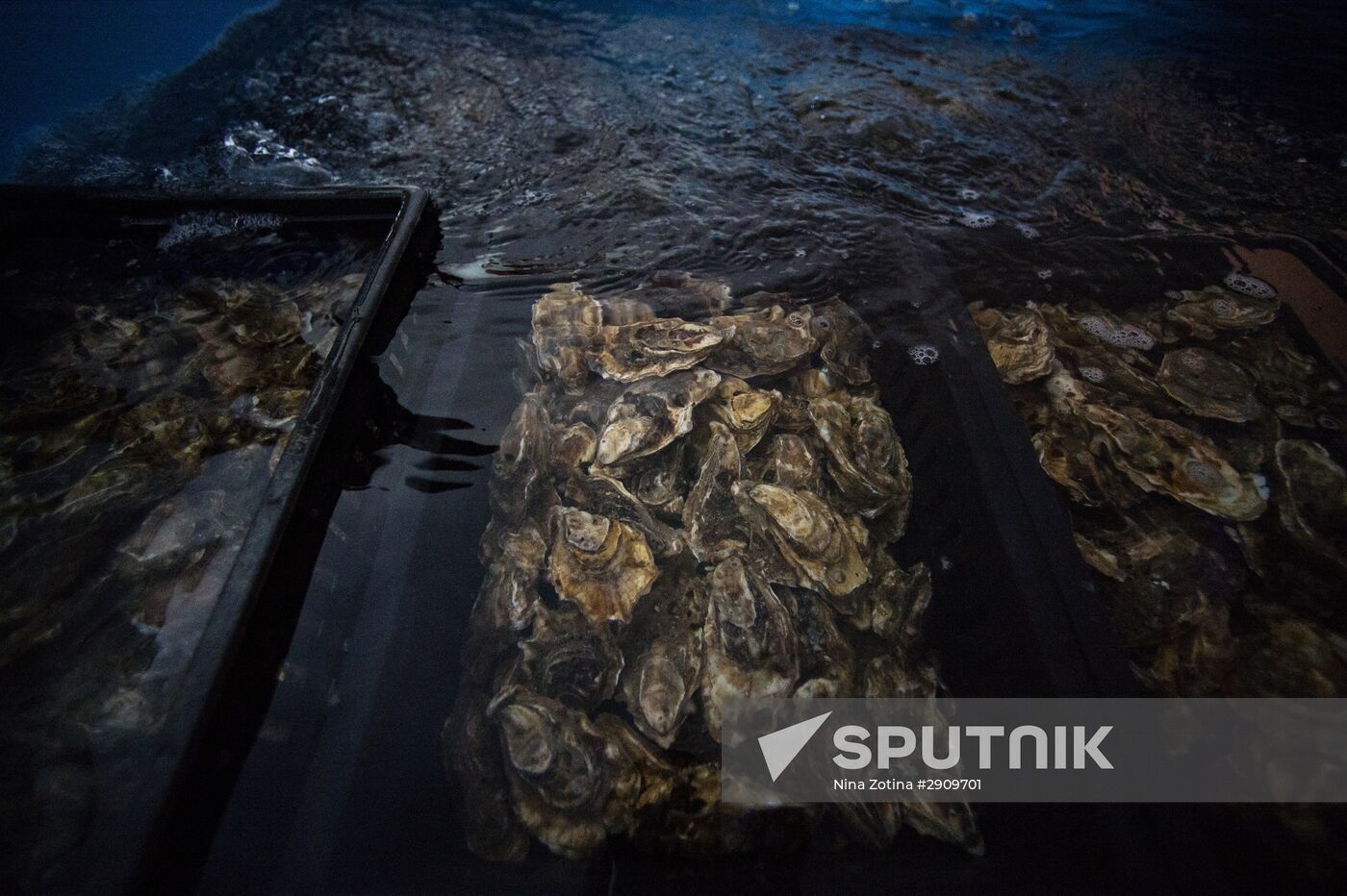Shellfish farm in Sochi