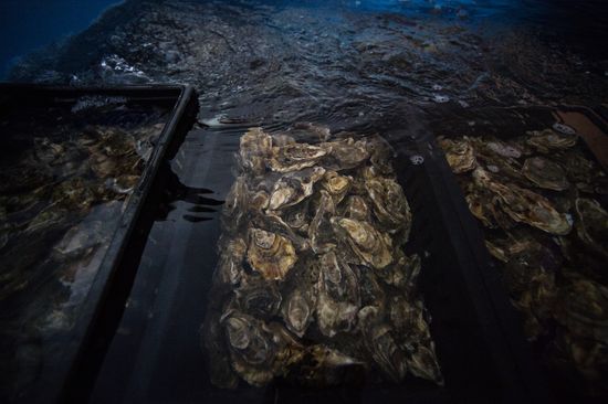 Shellfish farm in Sochi