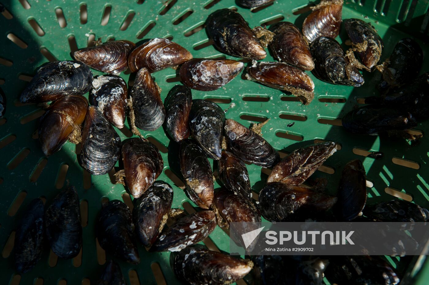 Shellfish farm in Sochi