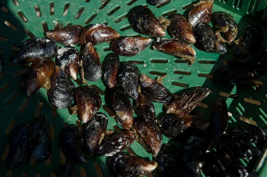 Shellfish farm in Sochi