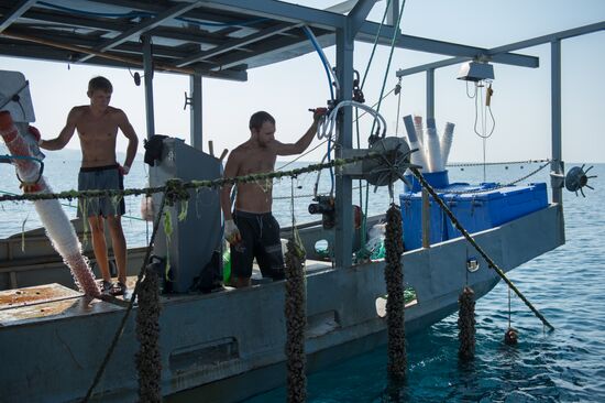 Shellfish farm in Sochi