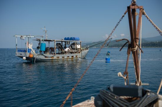 Shellfish farm in Sochi