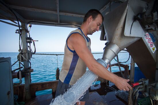 Shellfish farm in Sochi