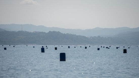 Shellfish farm in Sochi