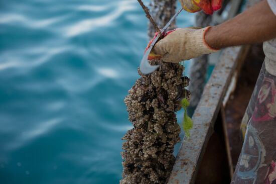 Shellfish farm in Sochi