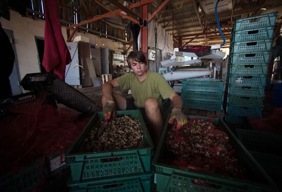Shellfish farm in Sochi