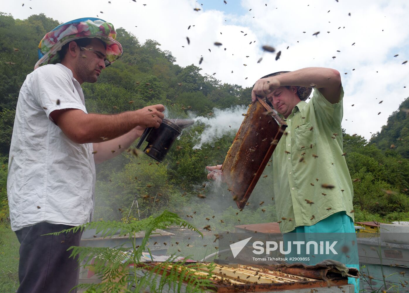 Beekeeping in Abkhazia