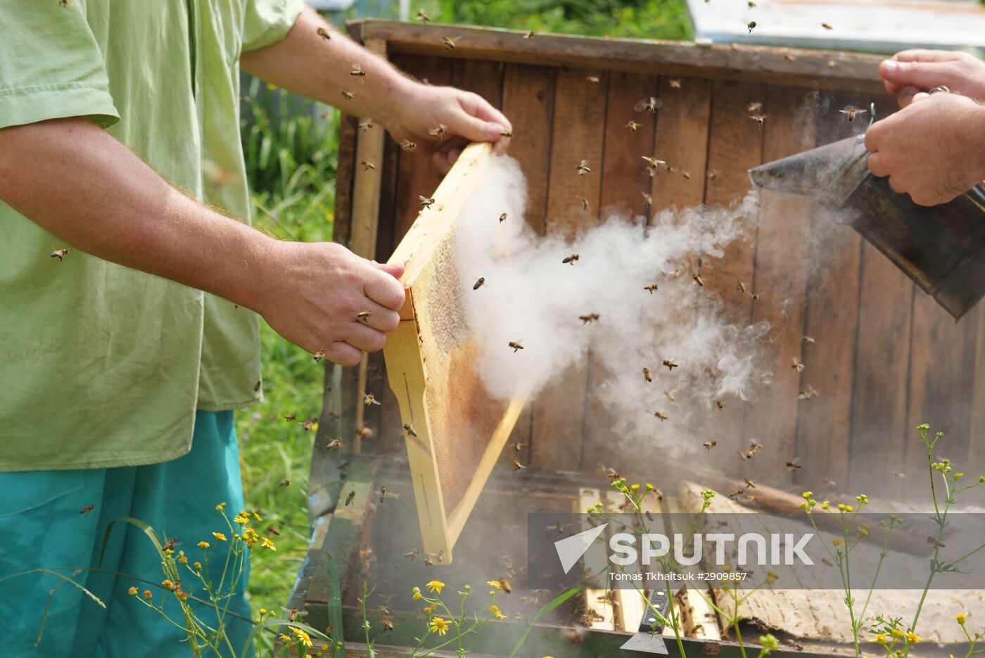 Beekeeping in Abkhazia