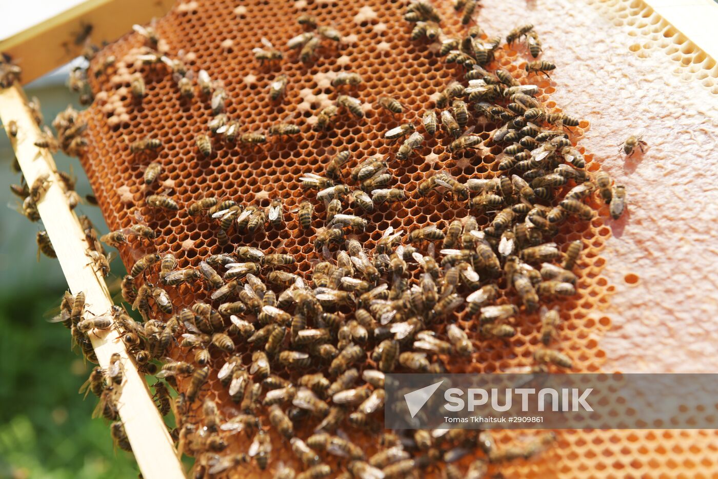 Beekeeping in Abkhazia