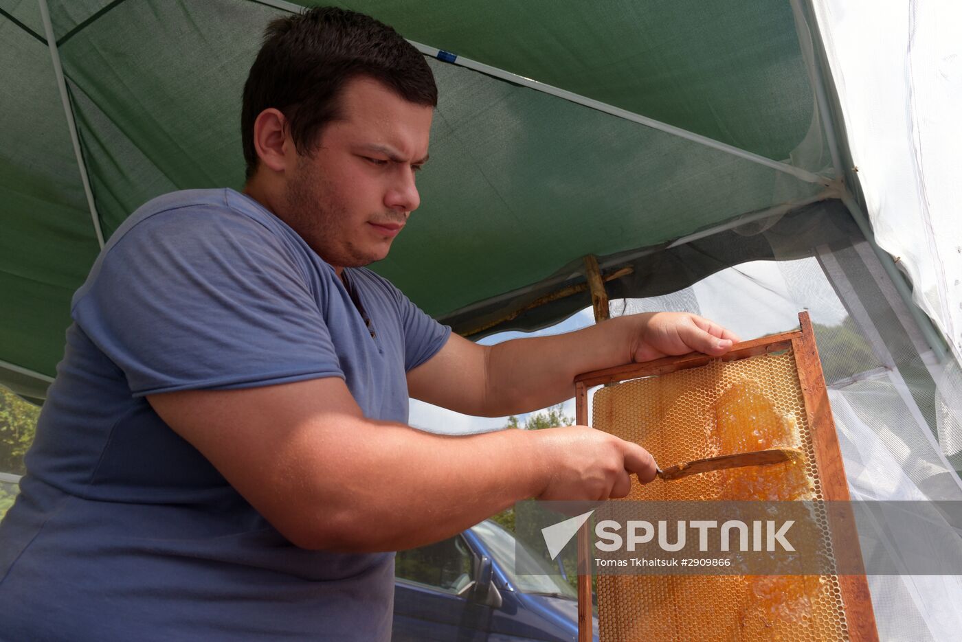 Beekeeping in Abkhazia